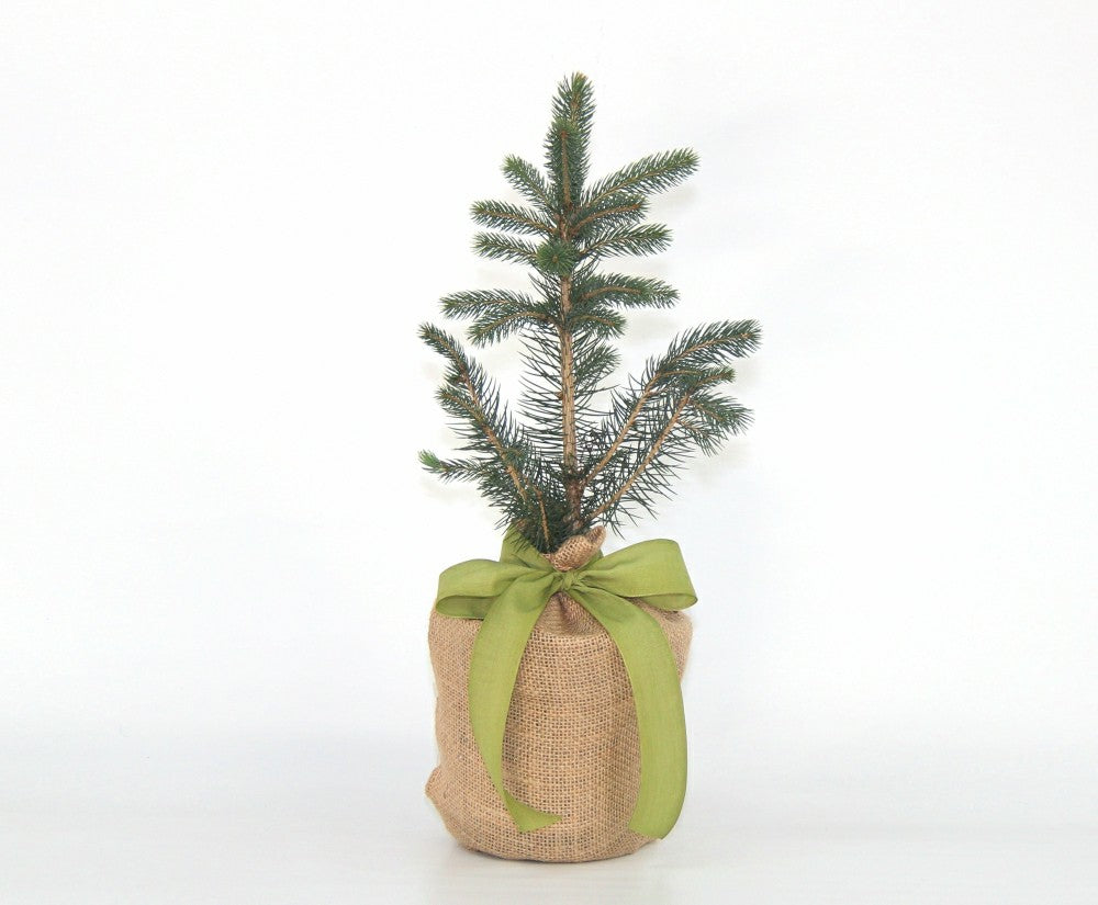 Colorado Blue Spruce Table Decor, 30" | Plow & Hearth