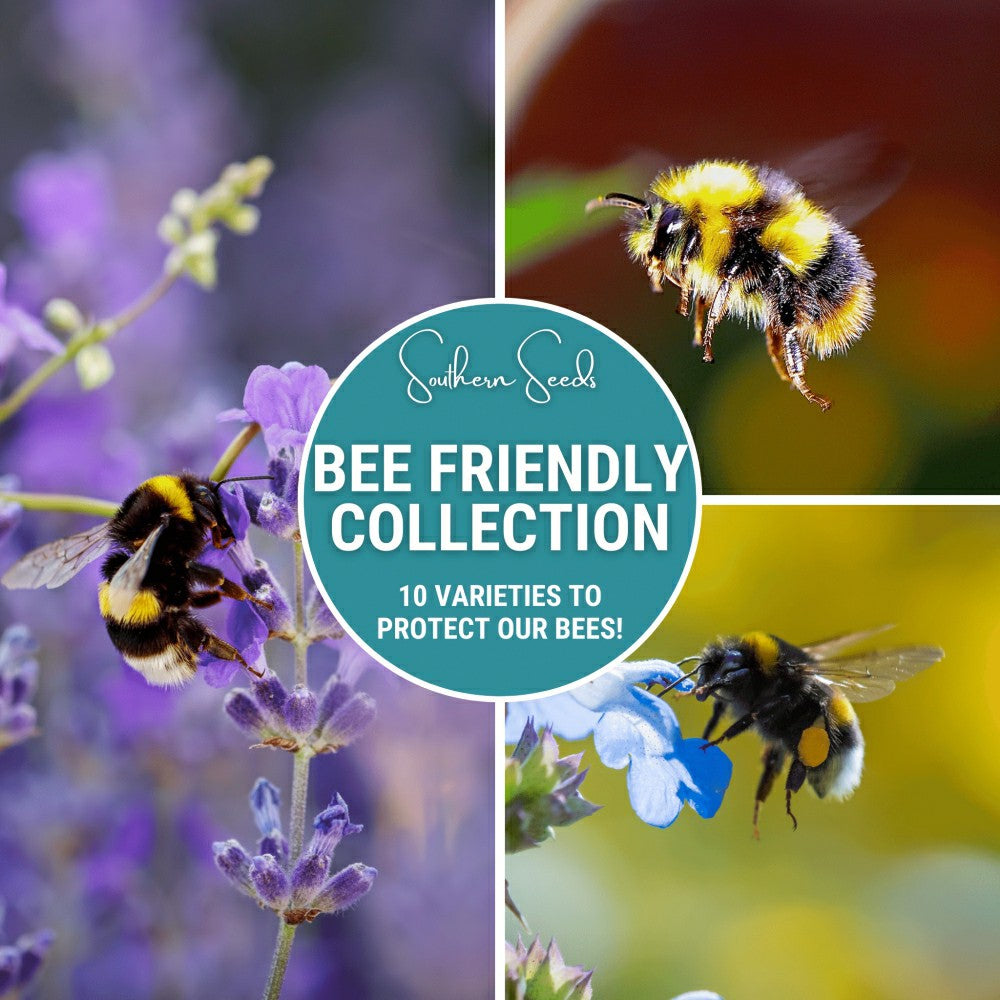 Bee Friendly Collection – 10 Flower Varieties | Plow & Hearth