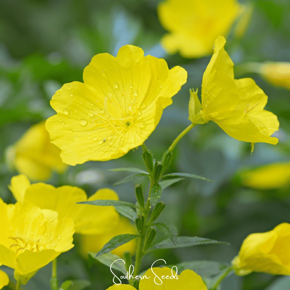 Pixie Patch Seed Collection – 10 Enchanted Varieties | Plow & Hearth