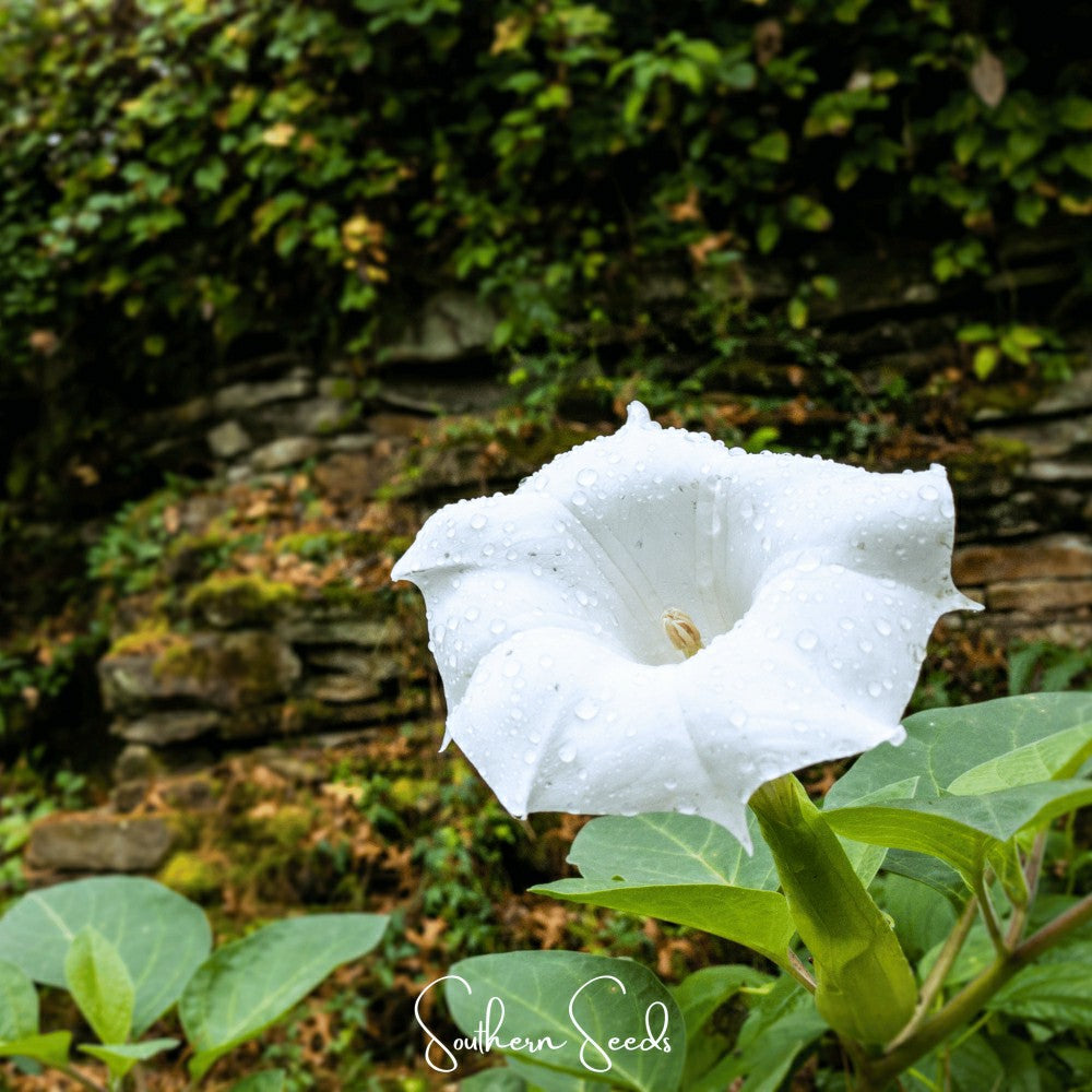 Pixie Patch Seed Collection – 10 Enchanted Varieties | Plow & Hearth