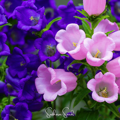 Pixie Patch Seed Collection – 10 Enchanted Varieties | Plow & Hearth