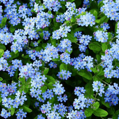 Pixie Patch Seed Collection – 10 Enchanted Varieties | Plow & Hearth