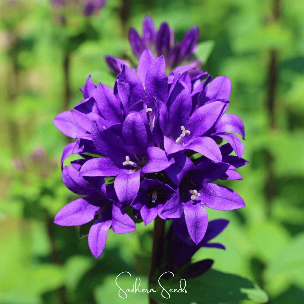 Pixie Patch Seed Collection – 10 Enchanted Varieties | Plow & Hearth