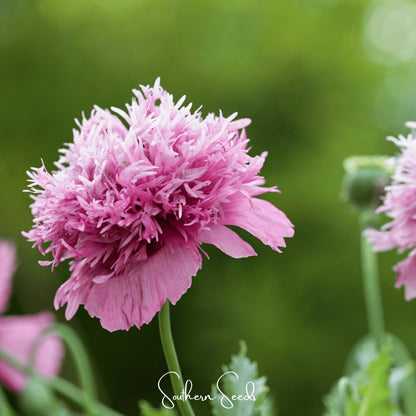 Pixie Patch Seed Collection – 10 Enchanted Varieties | Plow & Hearth