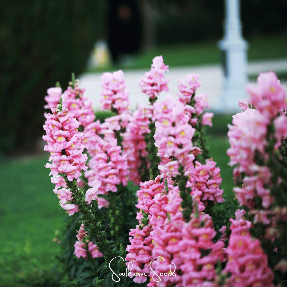 Pixie Patch Seed Collection – 10 Enchanted Varieties | Plow & Hearth