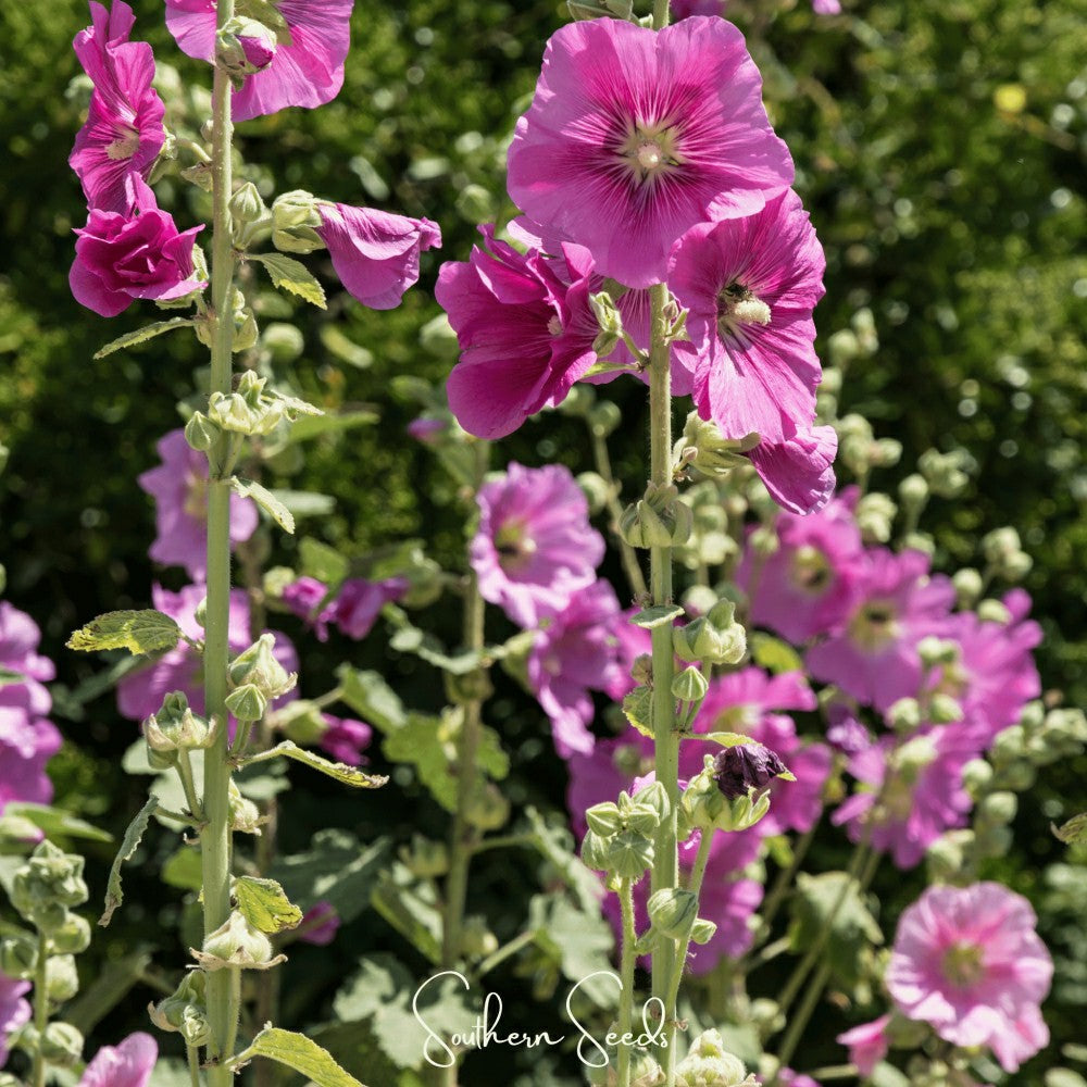 Pixie Patch Seed Collection – 10 Enchanted Varieties | Plow & Hearth