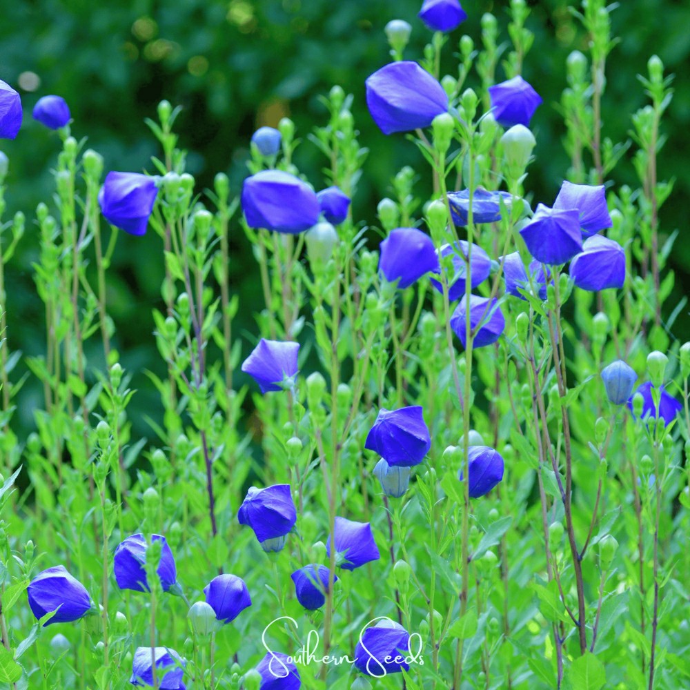 Pixie Patch Seed Collection – 10 Enchanted Varieties | Plow & Hearth