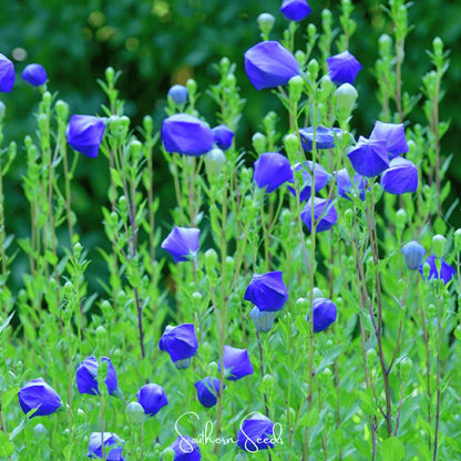 Pixie Patch Seed Collection – 10 Enchanted Varieties | Plow & Hearth
