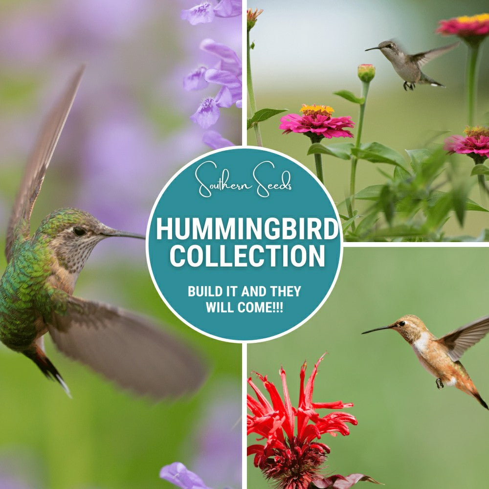 Hummingbird Garden Seed Collection – 10 Varieties | Plow & Hearth