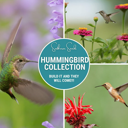 Hummingbird Garden Seed Collection – 10 Varieties | Plow & Hearth