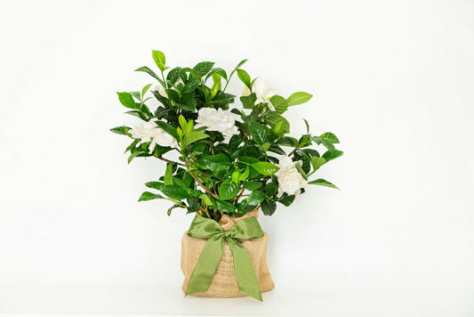 Gardenia Table Décor, 30" | Plow & Hearth