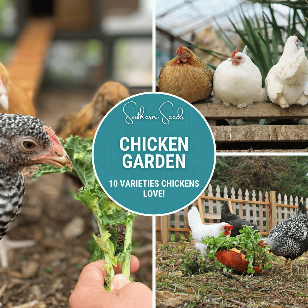 Chicken Treats Seed Collection – 10 Varieties | Plow & Hearth