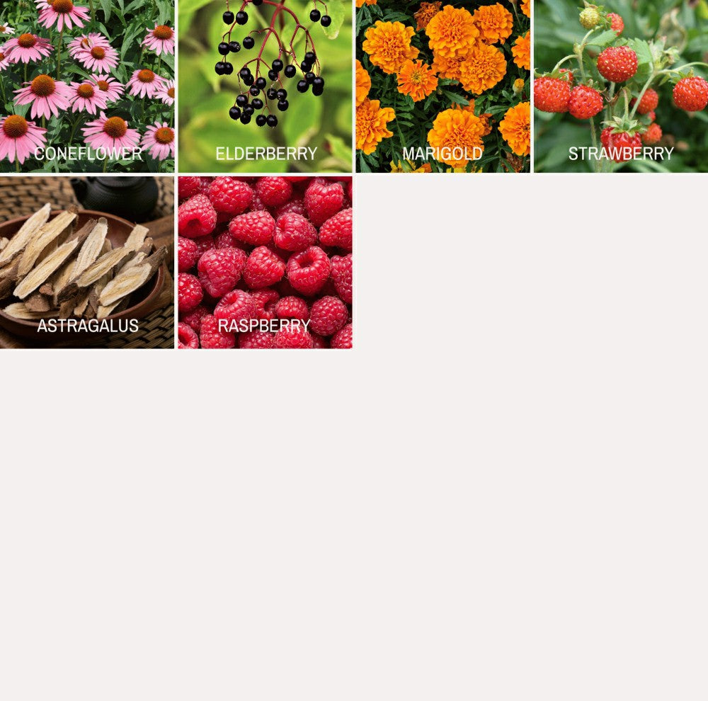 Community Garden Survival Seed Vault – 120 Seed Varieties | Plow & Hearth