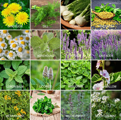 Community Garden Survival Seed Vault – 120 Seed Varieties | Plow & Hearth