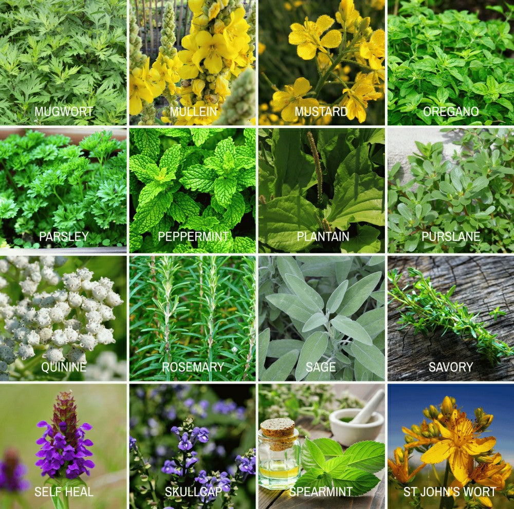 Community Garden Survival Seed Vault – 120 Seed Varieties | Plow & Hearth