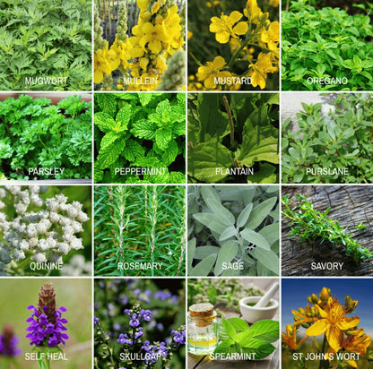 Community Garden Survival Seed Vault – 120 Seed Varieties | Plow & Hearth