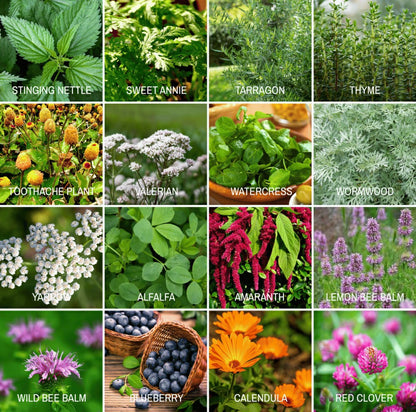Community Garden Survival Seed Vault – 120 Seed Varieties | Plow & Hearth