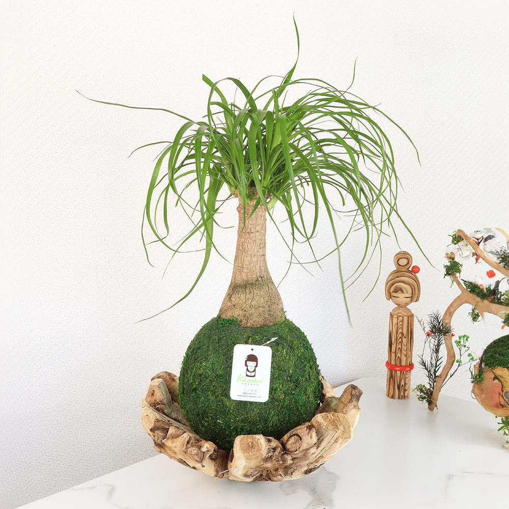 Ponytail Palm | Plow & Hearth