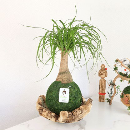 Ponytail Palm | Plow & Hearth