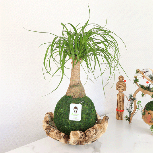 Ponytail Palm | Plow & Hearth