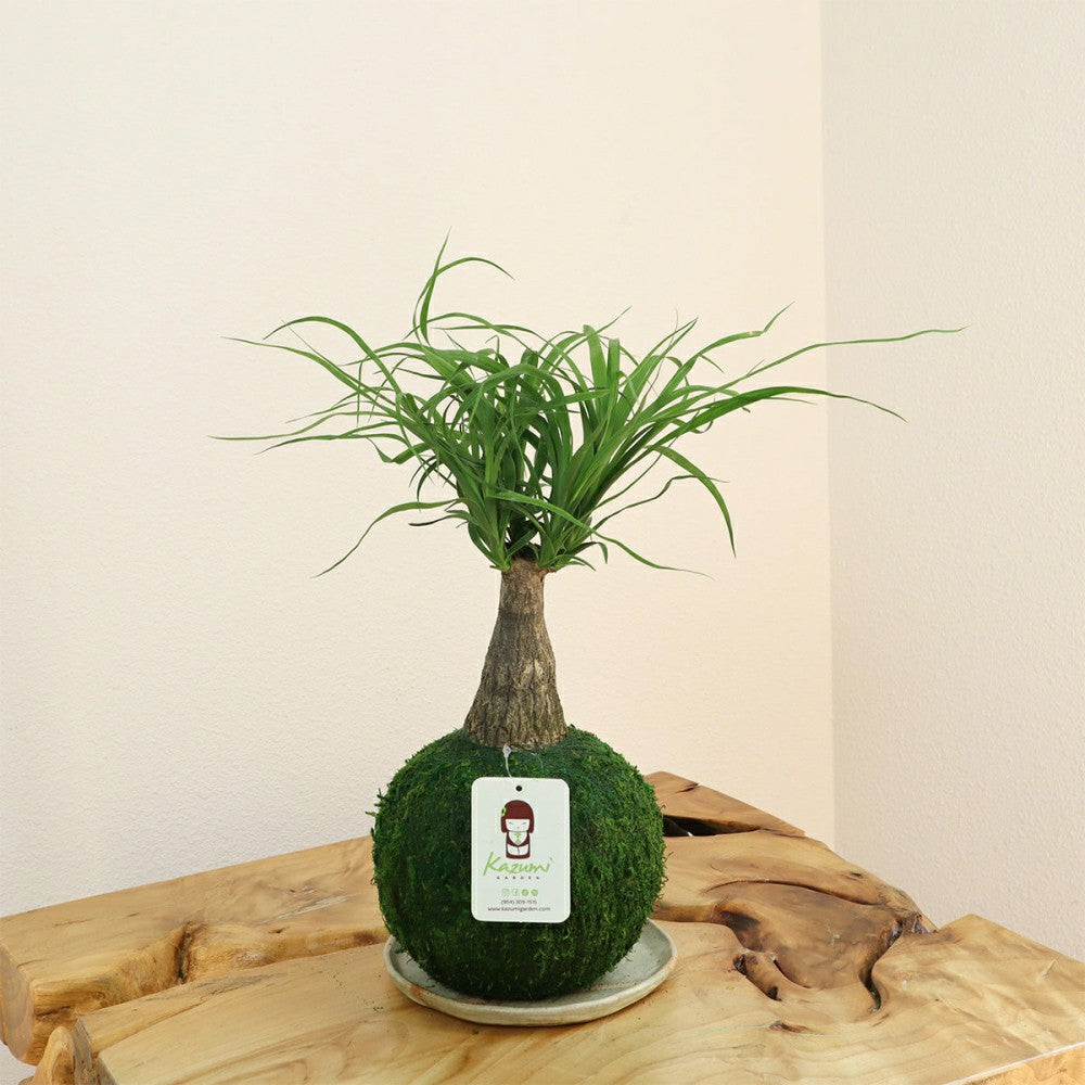 Ponytail Palm | Plow & Hearth