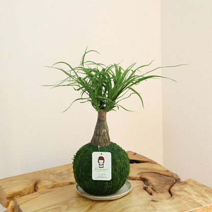 Ponytail Palm | Plow & Hearth