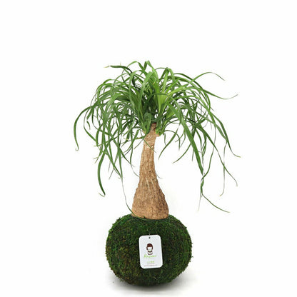 Ponytail Palm | Plow & Hearth
