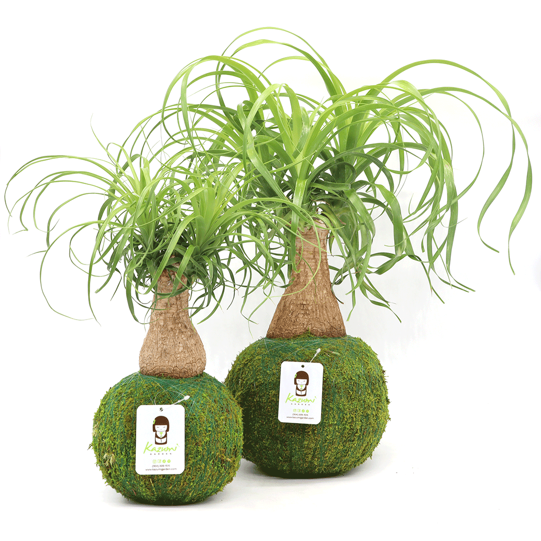 Ponytail Palm | Plow & Hearth
