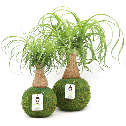Ponytail Palm | Plow & Hearth