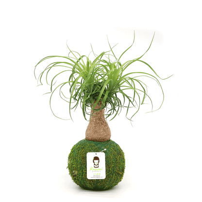 Ponytail Palm | Plow & Hearth