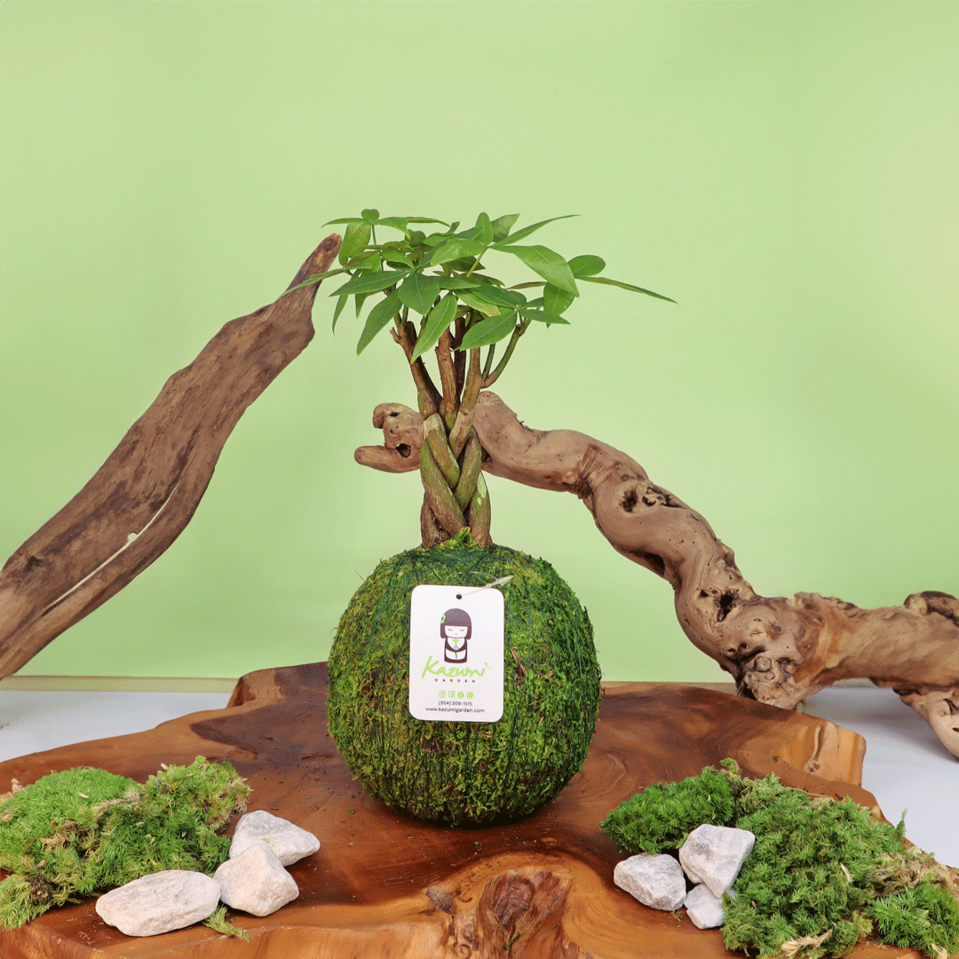 Money Tree | Plow & Hearth