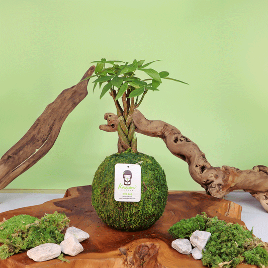Money Tree | Plow & Hearth