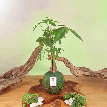 Money Tree | Plow & Hearth