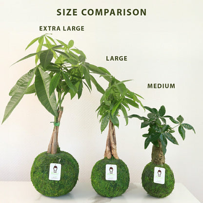 Money Tree | Plow & Hearth