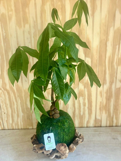Money Tree | Plow & Hearth