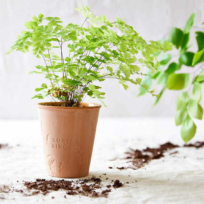 Tomato Vine Garden Pot Candle + Plantable Seed Paper Dust Covers | Plow & Hearth