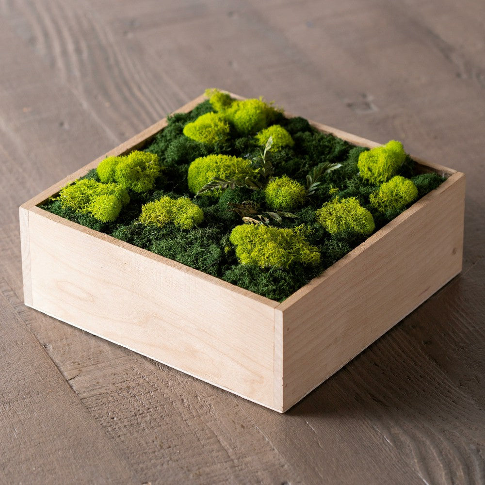 Moss Wall Art | Plow & Hearth