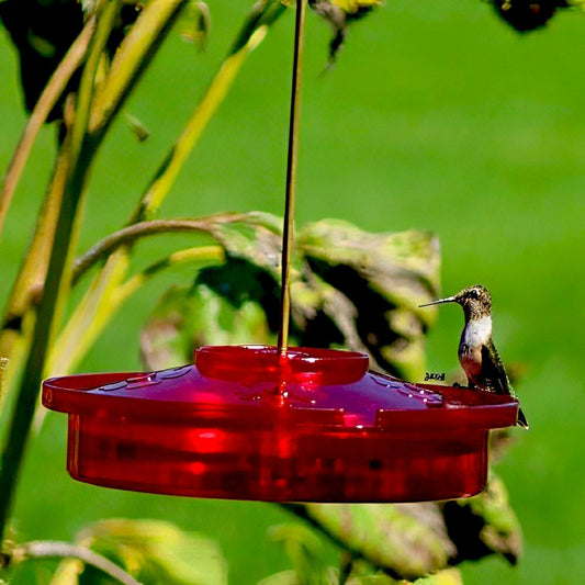 Hanging Hummingbird Haven Feeder | Plow & Hearth