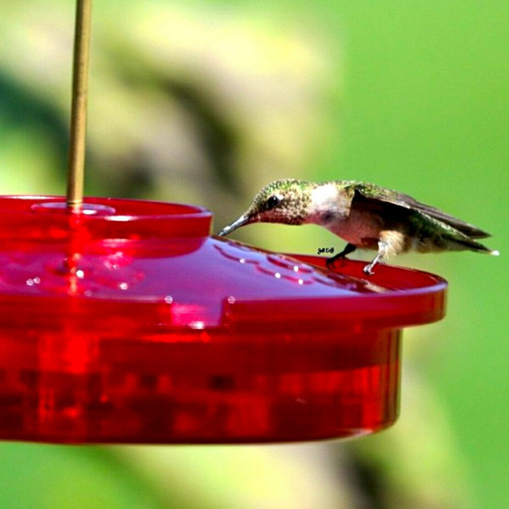Hanging Hummingbird Haven Feeder | Plow & Hearth