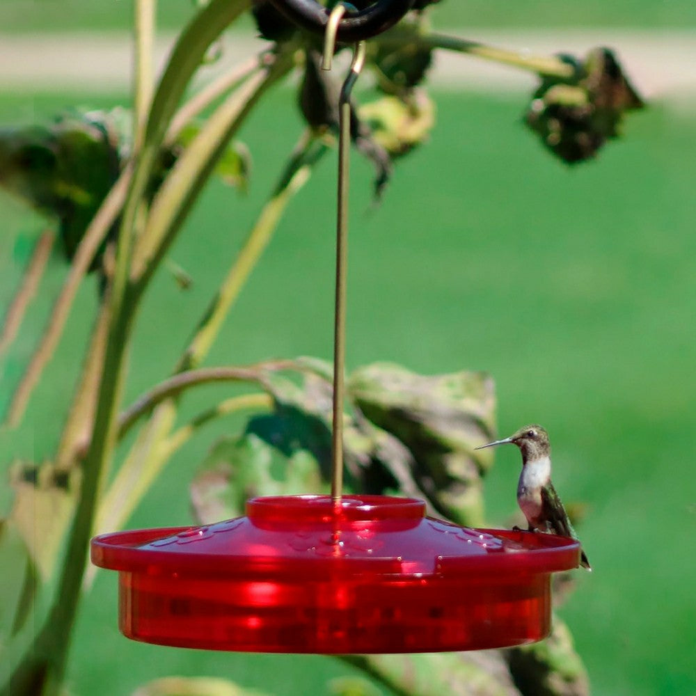 Hanging Hummingbird Haven Feeder | Plow & Hearth
