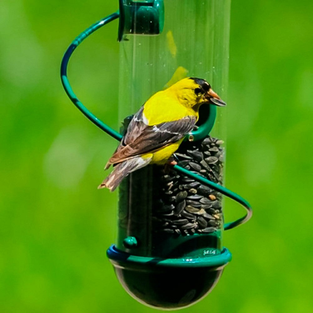 Green Spiral-Perch Finch Bird Feeder | Plow & Hearth