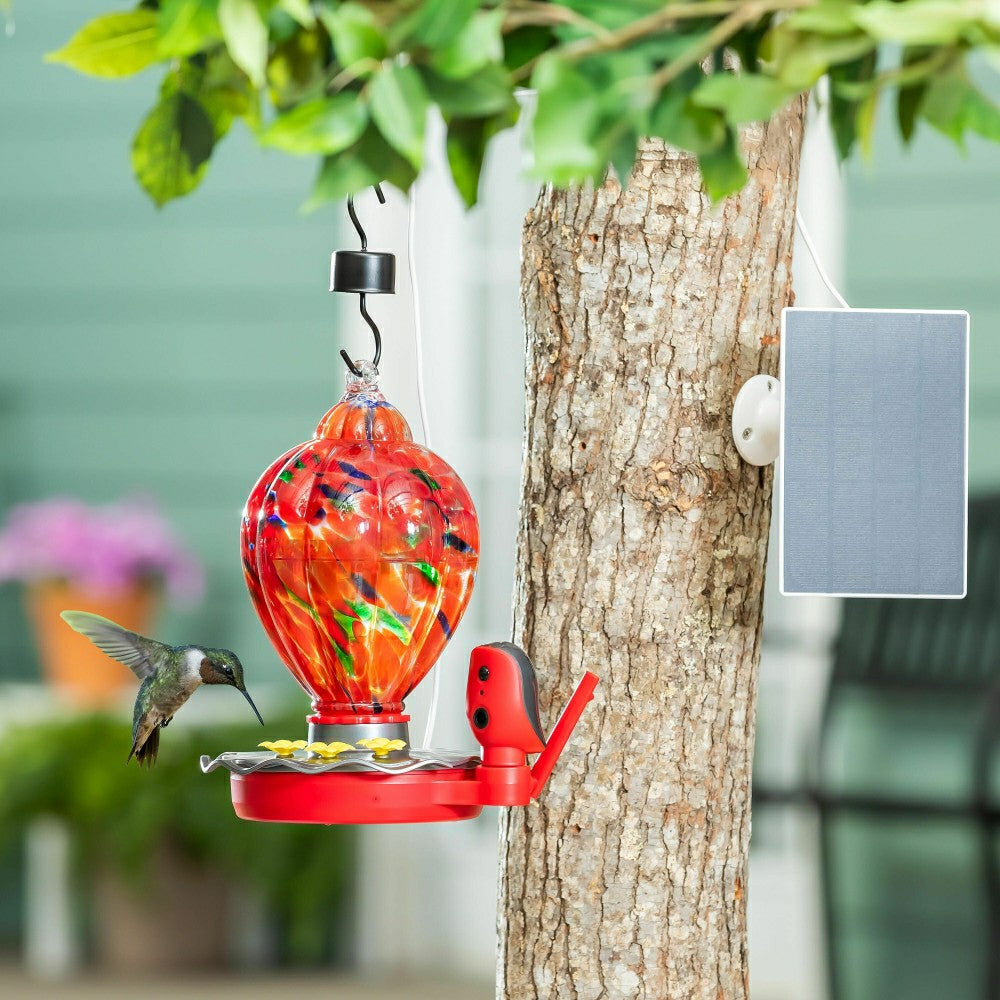 Solar Smart Hummingbird Feeder with HD Camera | Plow & Hearth