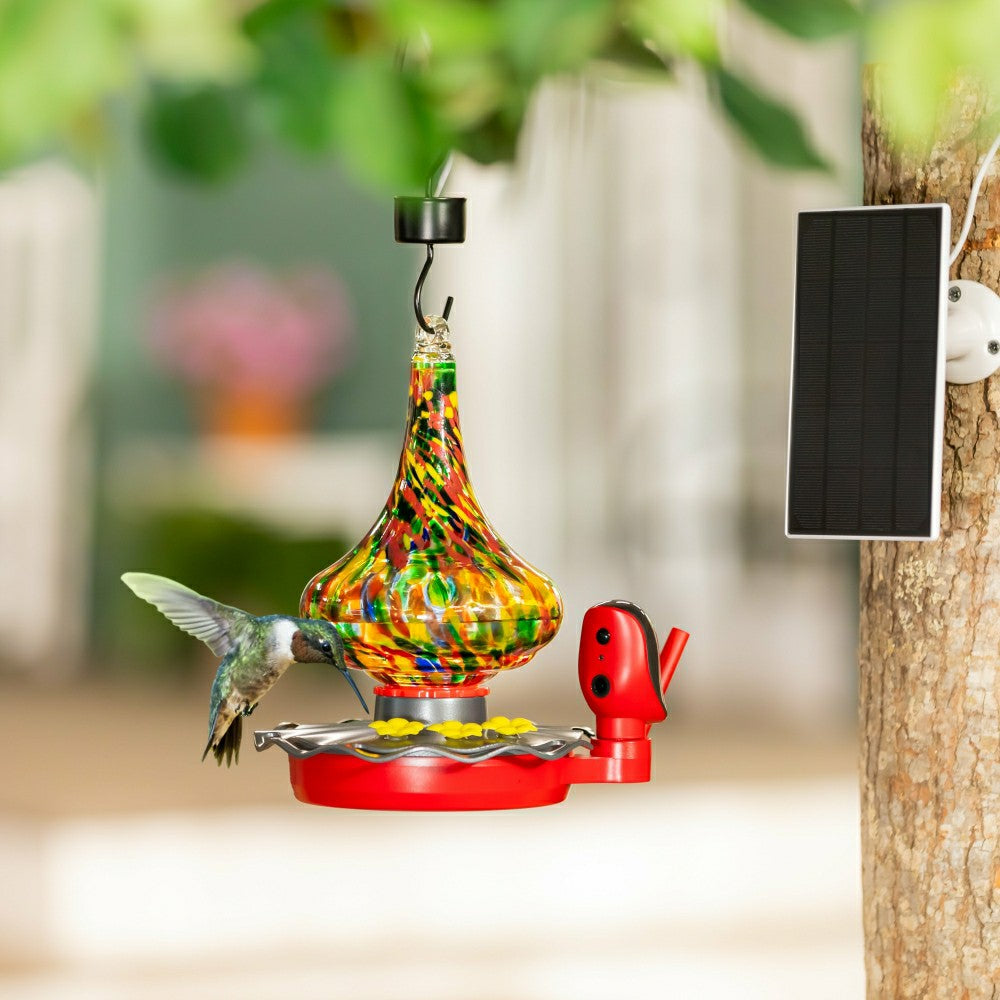 BirdsIVue Art Glass Hummingbird Smart Feeder | Plow & Hearth