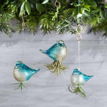 Hanging Bird Glass Airplant Holders, Set of 3 | Plow & Hearth