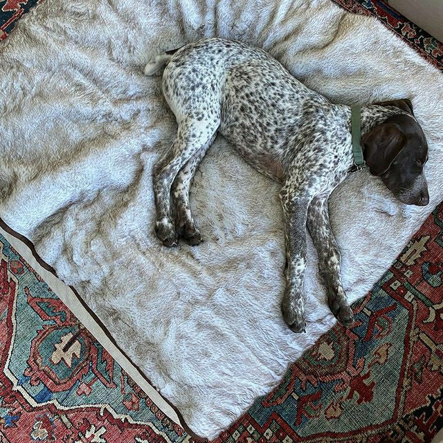 PupProtector™ Short Fur Waterproof Throw Blanket - White with Brown Ac | Plow & Hearth