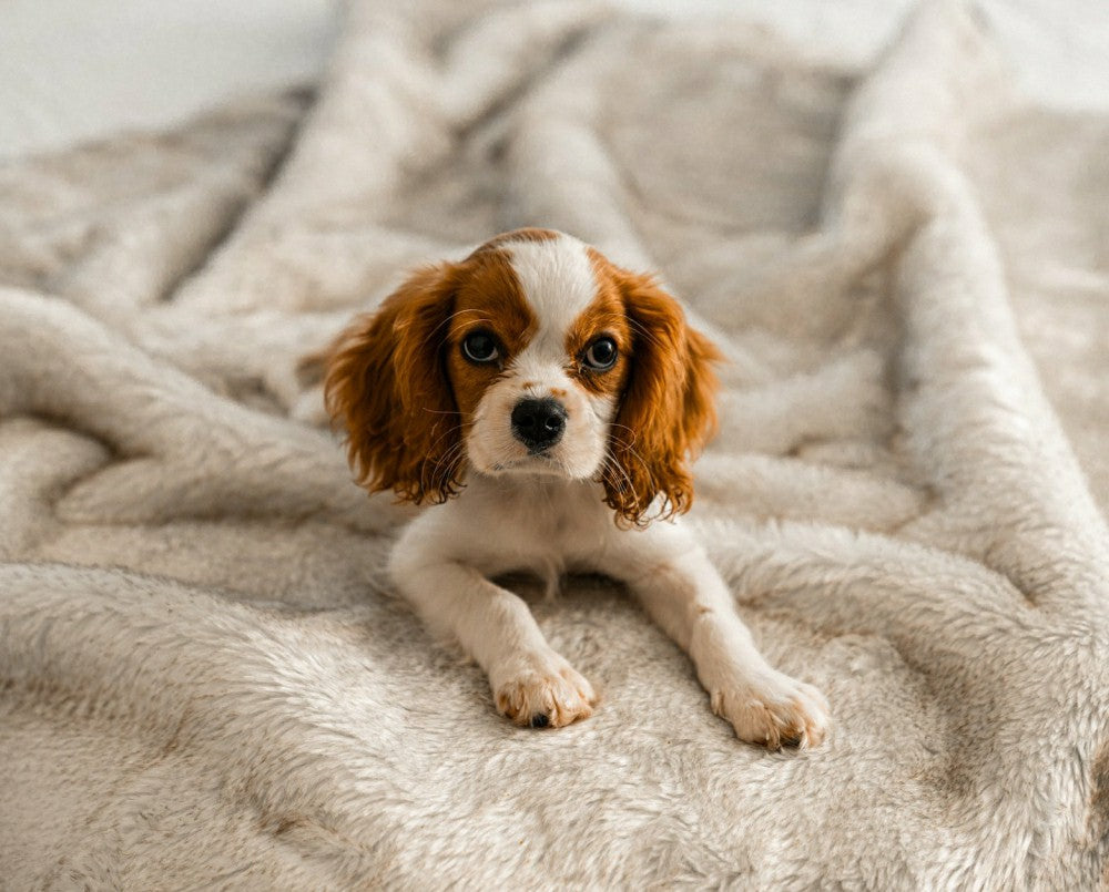 PupProtector™ Short Fur Waterproof Throw Blanket - White with Brown Ac | Plow & Hearth