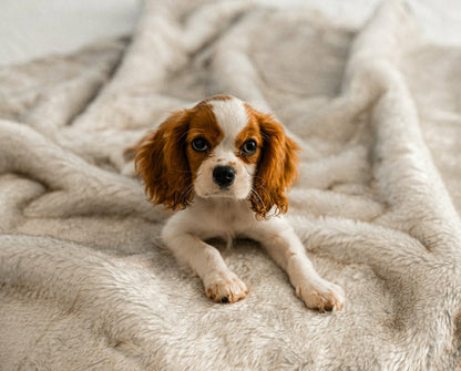 PupProtector™ Short Fur Waterproof Throw Blanket - White with Brown Ac | Plow & Hearth