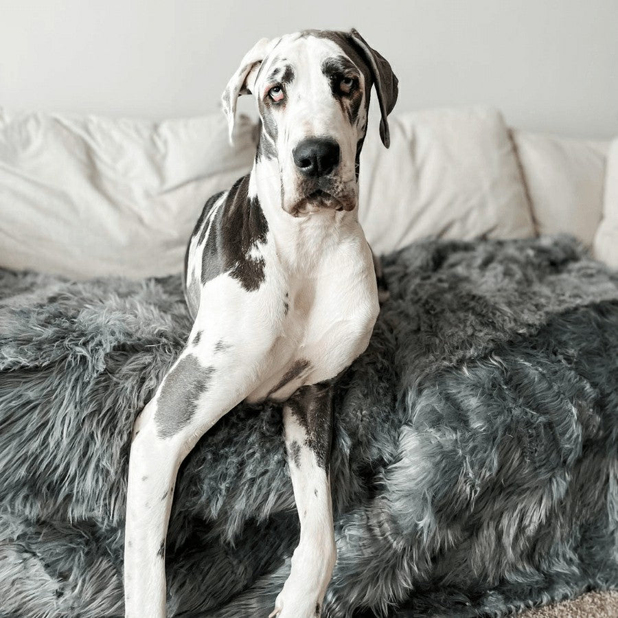 PupProtector™ Waterproof Throw Blanket - Charcoal Grey | Plow & Hearth
