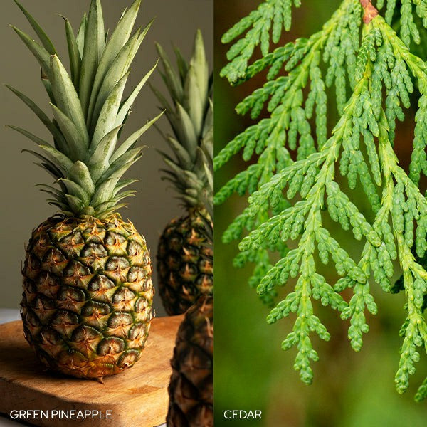 Fresh Balsam Fir Candle | Plow & Hearth