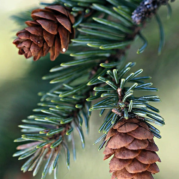 Fresh Balsam Fir Candle | Plow & Hearth